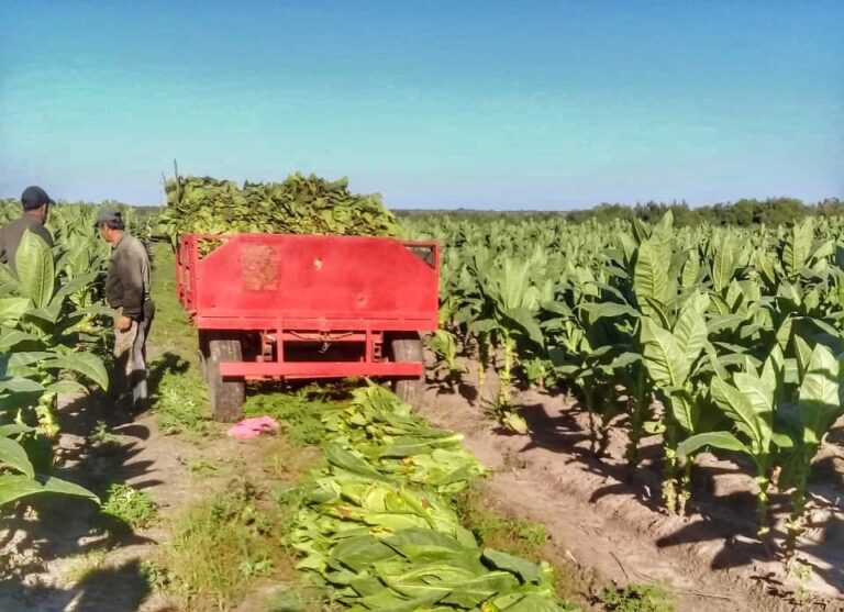 El IPT Finalizó el Pago de Actividad Cosecha a Productores Tabacaleros de Corrientes