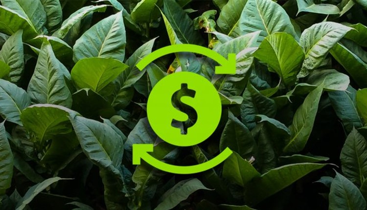 Se inició el proceso de pago de $123 millones por Caja Verde para tabacaleros tucumanos