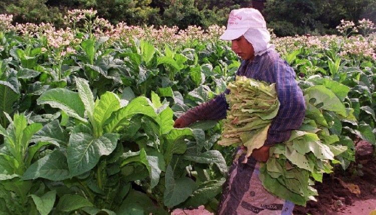 Agricultura transfirió $ 220 millones del Fondo Especial de Tabaco a Jujuy