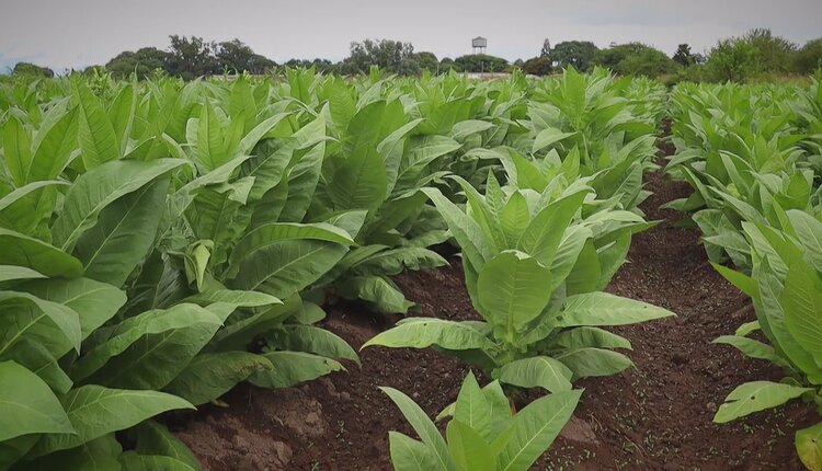 Importancia de la producción tabacalera en Catamarca