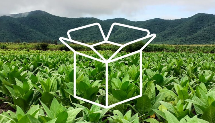 Con más de $141 millones, inicia el pago de Caja Verde, al sector tabacalero tucumano