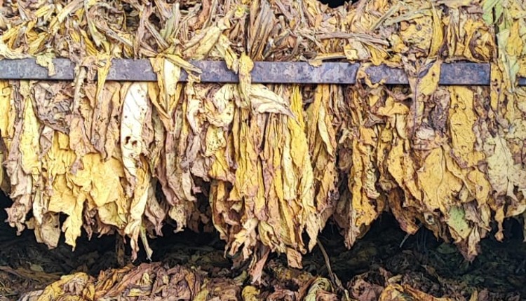 La Coordinación del Fondo Especial del Tabaco recorrió las zonas productoras de Salta y Jujuy
