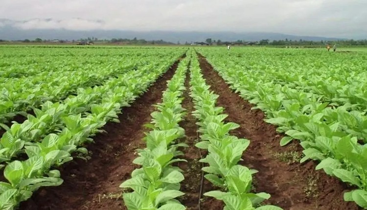 El dólar agro incluye al tabaco y llega a los exportadores