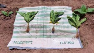 COPROTAB buscan soluciones sustentables para el cultivo de tabaco