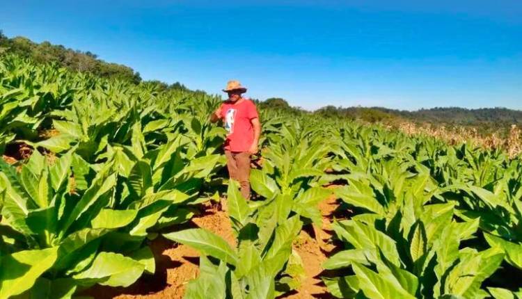 Tabaco de invierno se perfila como actividad importante en la ruralidad de Fracrán