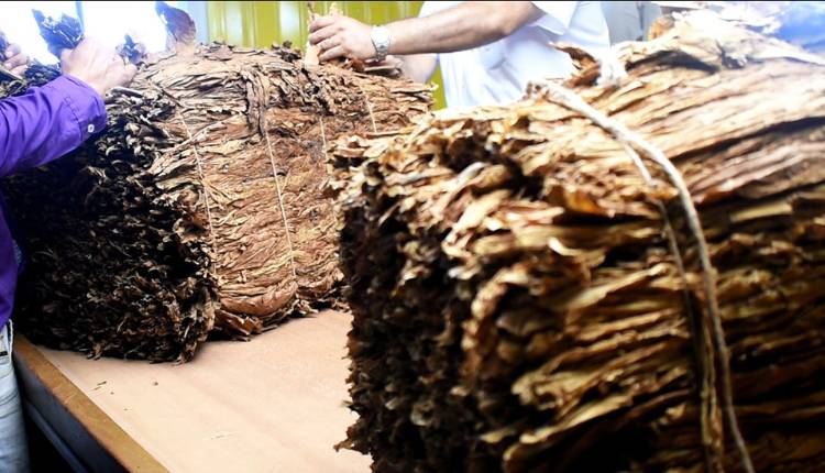 Por crecimiento del contrabando, asociaciones tabacaleras cortarán la obra social a productores que entreguen menos de 750 kilos