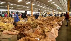 La cosecha de tabaco en Harare sale a subasta