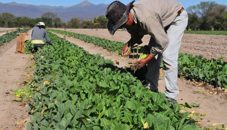 Desilusión en productores tabacaleros de Salta por el “triunfo” del lobby empresarial