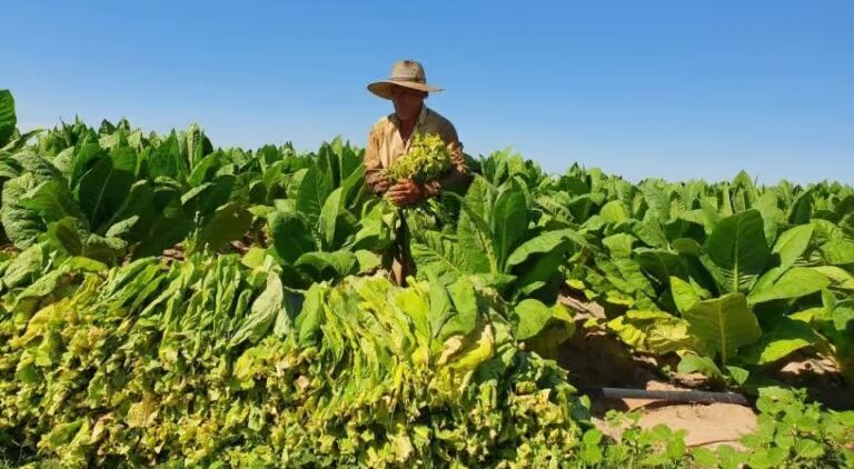 Nación giró $500 millones al sector tabacalero de Corrientes