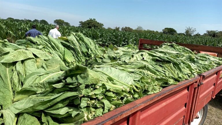 Nación realiza un desembolso de 500 millones de pesos para el sector tabacalero