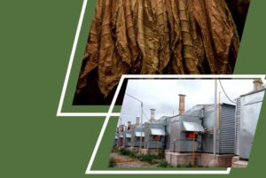 Capacitación en uso y mantenimiento de estufas Bulk Curing para el sector tabacalero