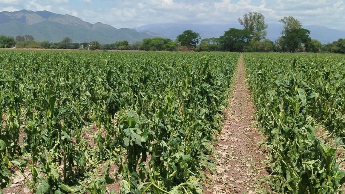 Granizada en Chicoana causa pérdidas significativas en los cultivos de tabaco