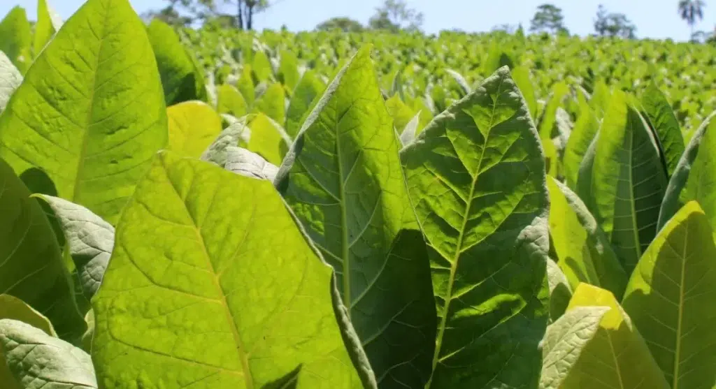 Tabacaleros de Misiones convocan asamblea para exigir cumplimiento de precios