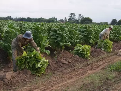 Productores tabacaleros de Jujuy reclaman más crédito ante costos elevados y crisis financiera