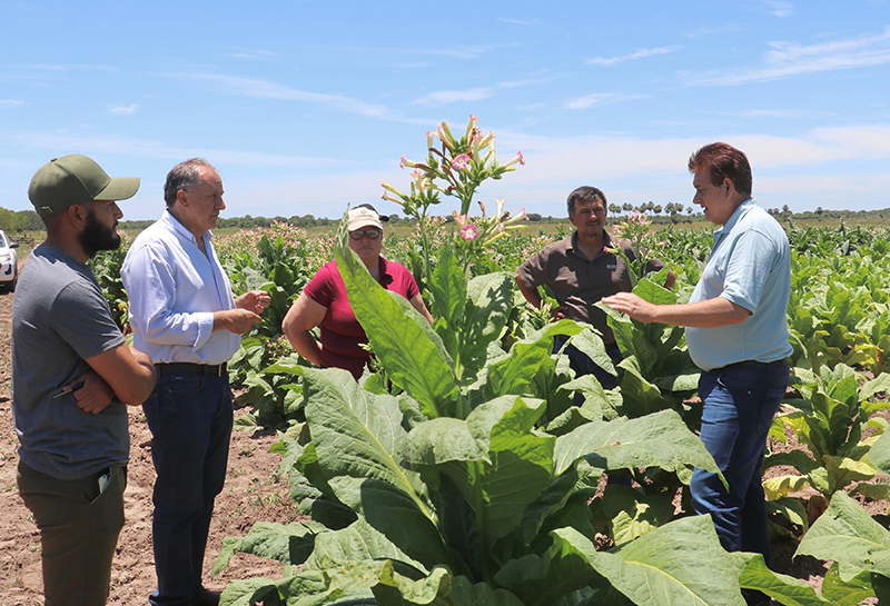 Chaco: Producción Tabacalera en Zapallar Norte y Los Paraguayos Muestra un Excelente Presente