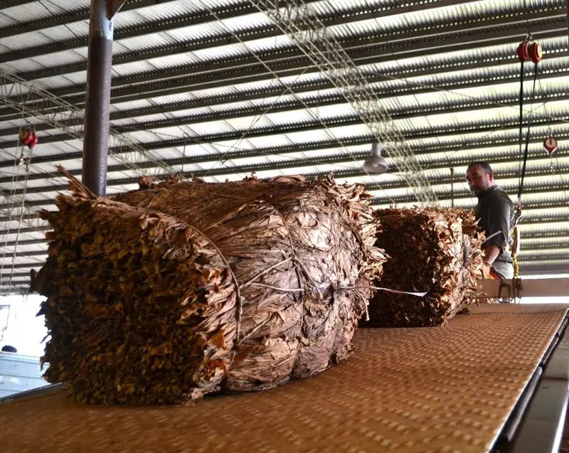 Misiones: Autorizan Pago de $8.000 Millones del POA-Caja Verde para Productores Tabacaleros