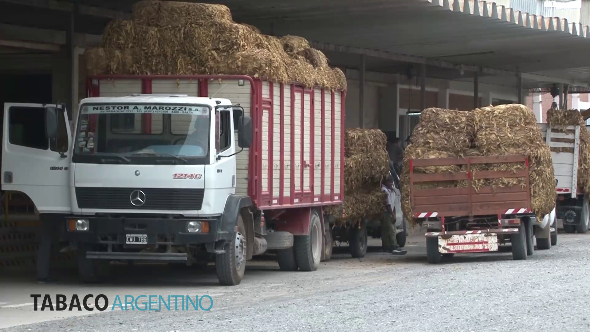COPROTAB Salta: Anticipo de Cosecha y Fecha de Inicio de Acopio de Tabaco Definidos