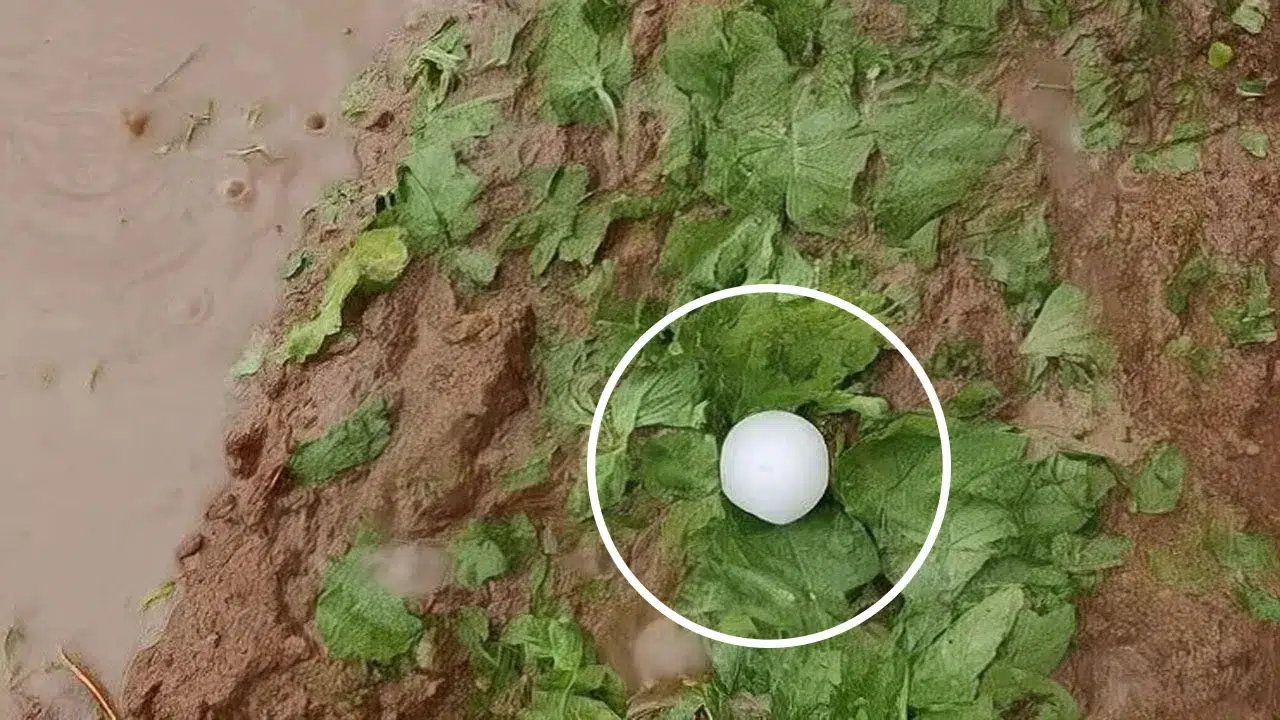 Histórica granizada destruye hasta 800 hectáreas de tabaco en el sur de Salta