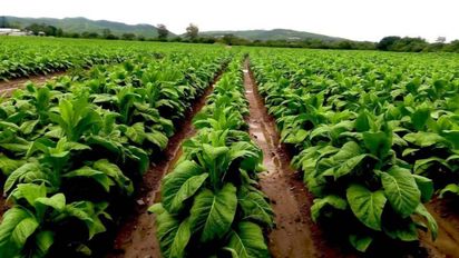 Jujuy Completa Asistencia de Carburantes y Créditos para la Cosecha a Productores Tabacaleros