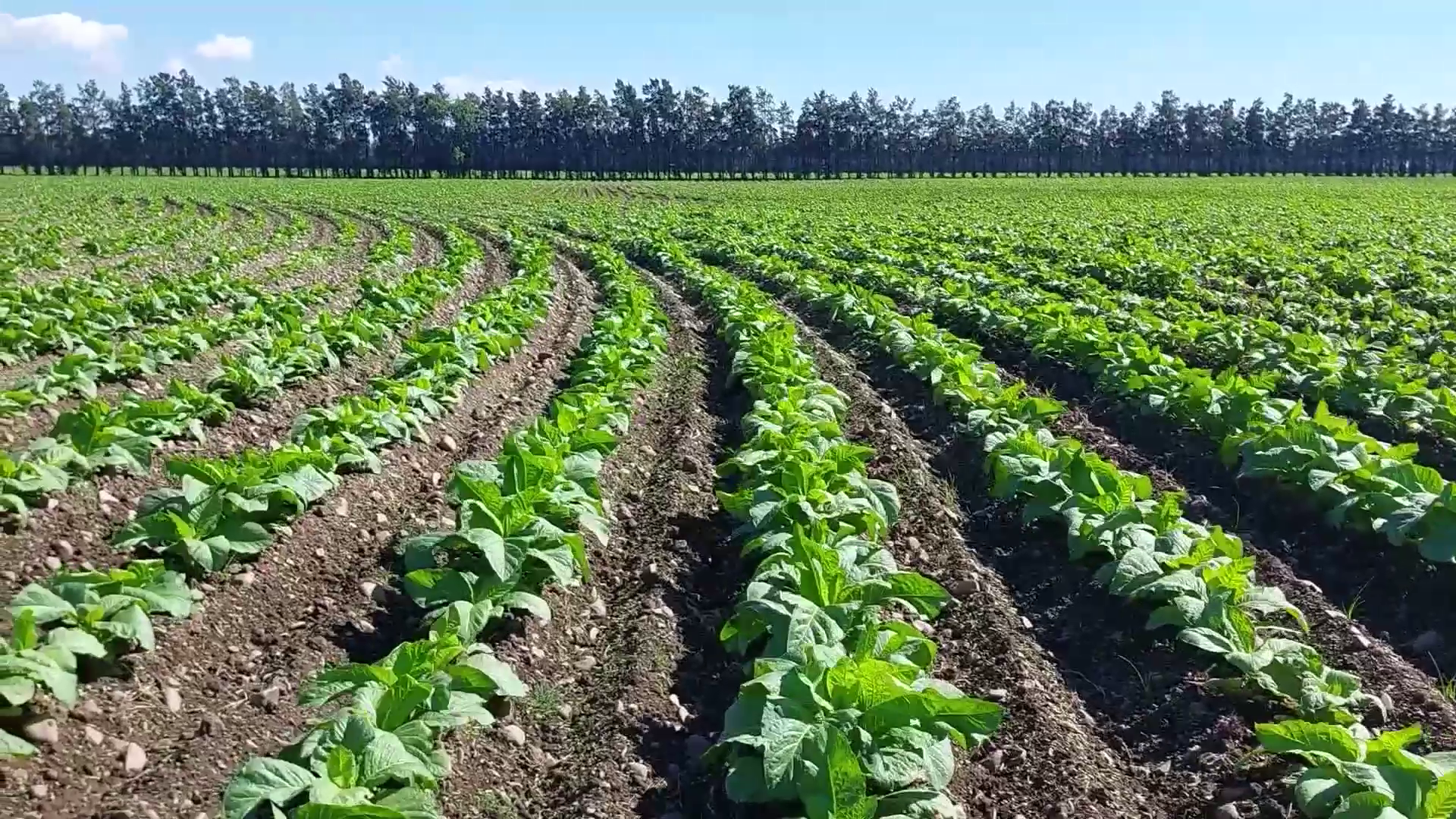 CTJ Confirma Buenas Expectativas en Jujuy a Pesar de Altos Costos y Problemas de Eficiencia en el Tabaco