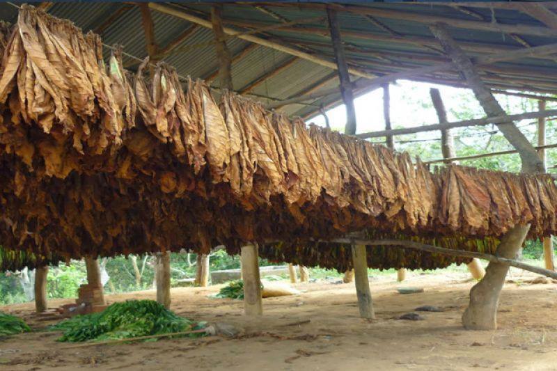 Acuerdo Histórico en Misiones: El Precio del Tabaco Aumenta un 30% y el Acopio Inicia el 2 de Febrero