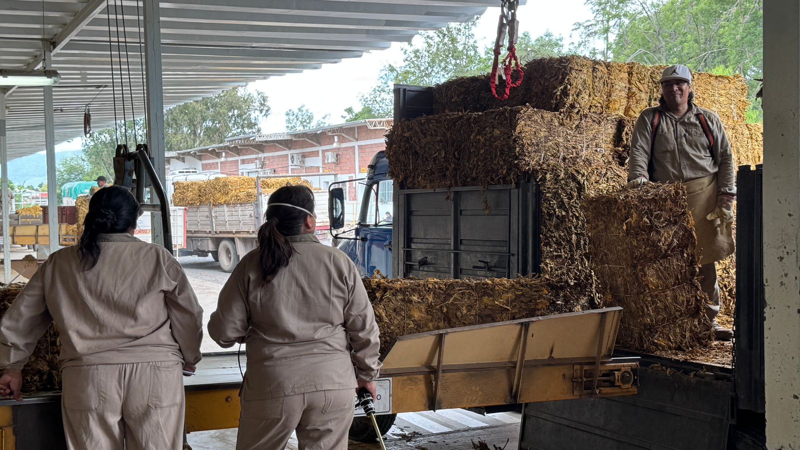 Coprotab Inició el Acopio de Tabaco 2026: Claves y Recomendaciones para el Productor