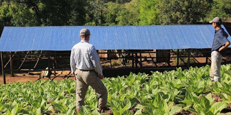 Zafra 2026 en Misiones: Estiman que el Kilo de Tabaco B1F Debería Valer $4.300