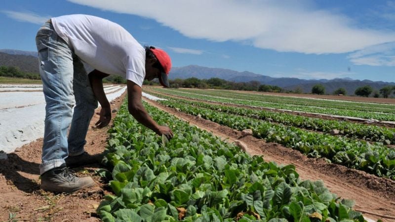 Catamarca: Destinan 228 Millones de Pesos para Productores Tabacaleros