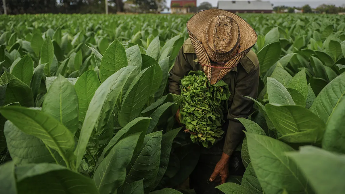 Tabacaleros de Jujuy en Alerta: Exigen Apoyo Urgente del Gobierno ante la Crisis del Sector