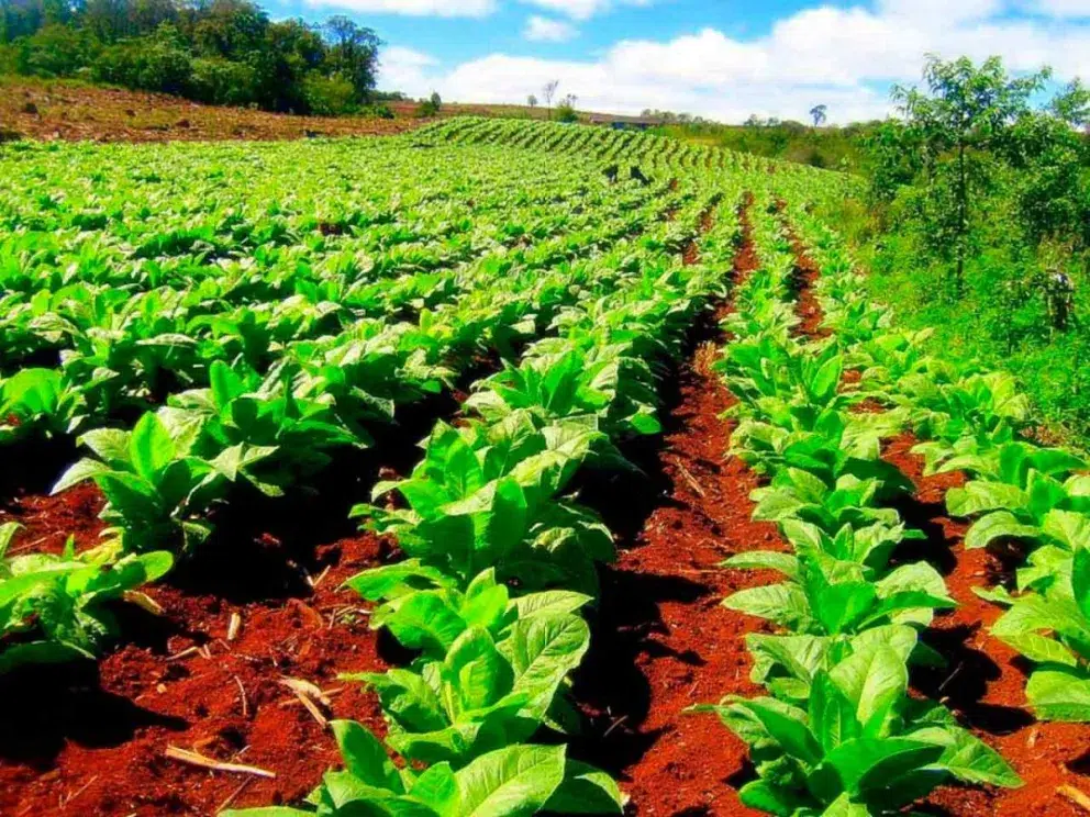 Tabaco: Misiones Define la Fecha para Negociar el Precio y Anuncia Pagos por Granizo