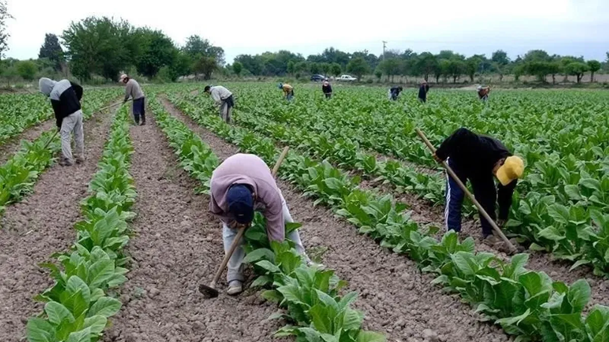Nuevo Pago para Productores Tabacaleros de Jujuy: Alivio por Gastos de Estufado
