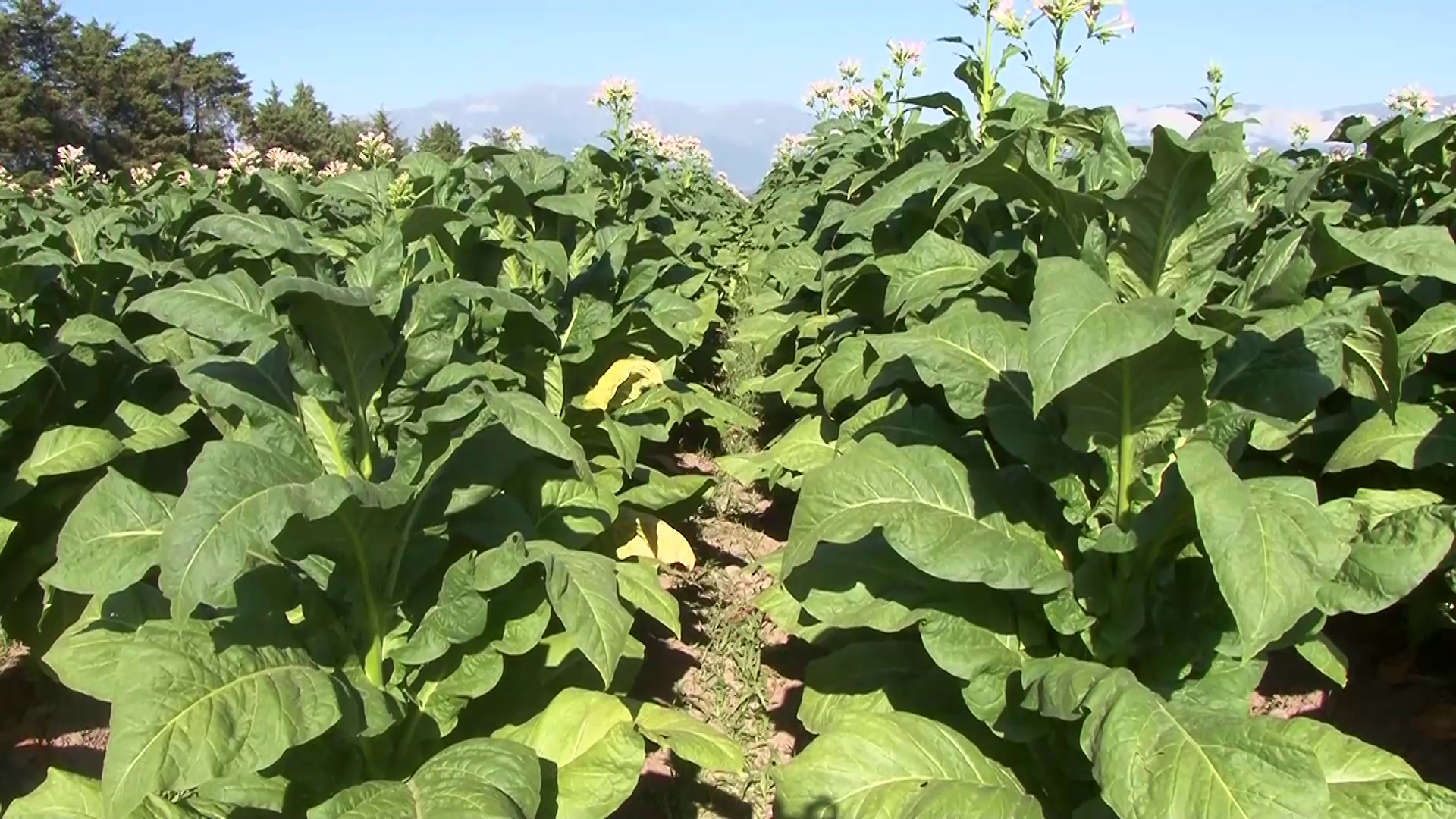 Pedro Pascuttini: «El Productor Tabacalero de Jujuy Lucha Diariamente por la Supervivencia»