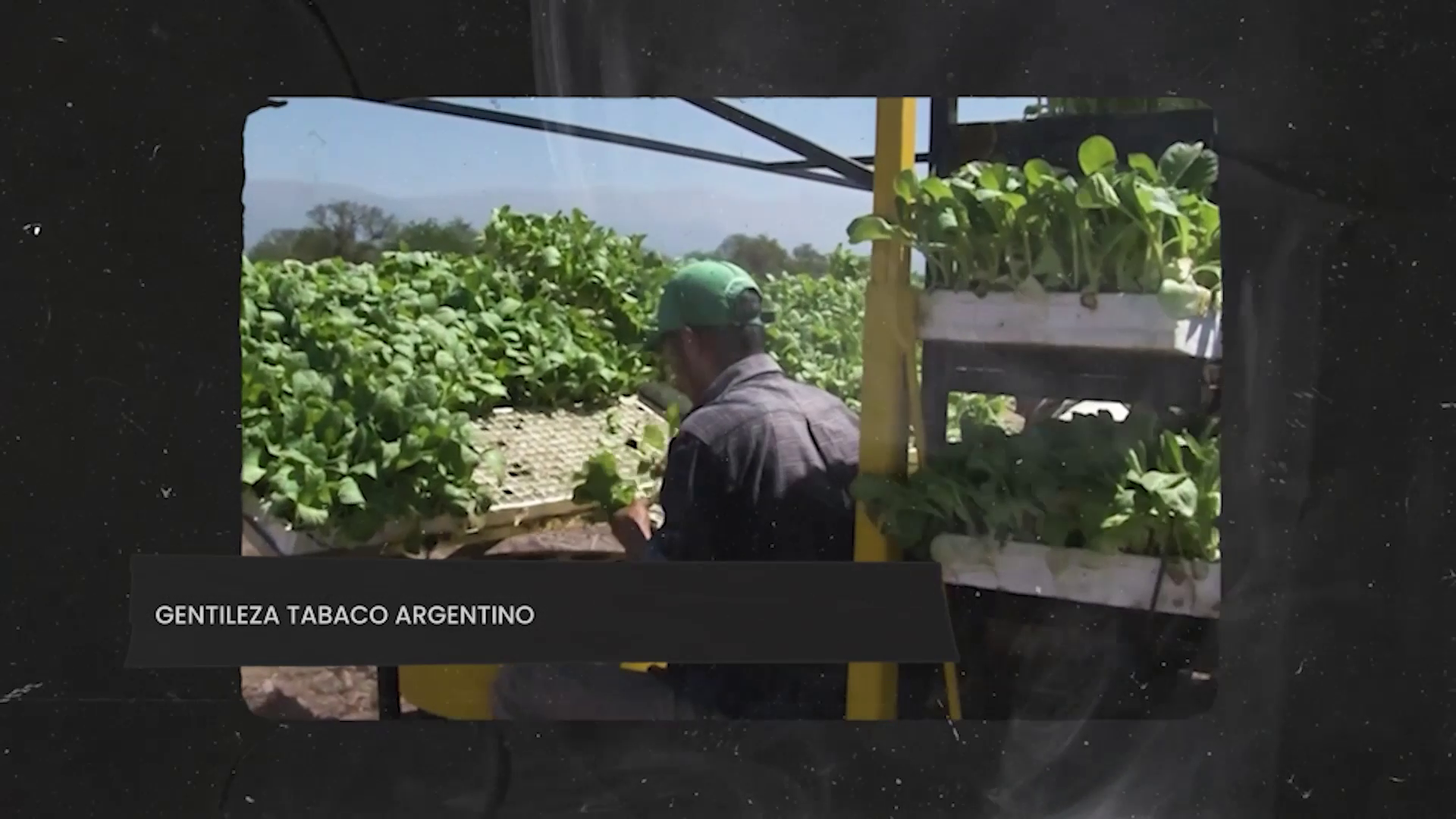 Evasión en la Industria del Tabaco: El «Agujero Negro» que Desfinanció al FET