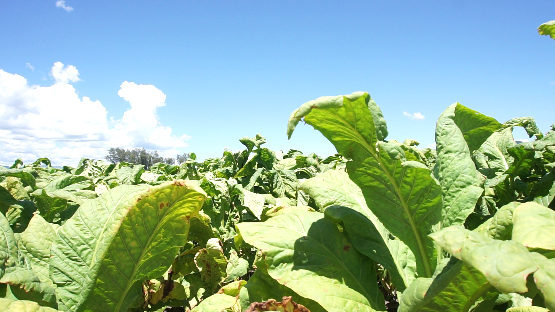 Pedro Pascuttini ratificó el pedido de un 45% de aumento para el precio del tabaco en Jujuy