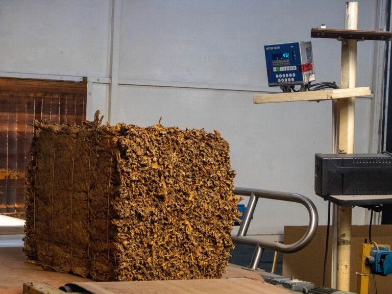 El Interventor Alejandro Correa confirmó que este viernes se completaron las transferencias para los productores de Virginia y Burley correspondientes a la campaña 2024/25.