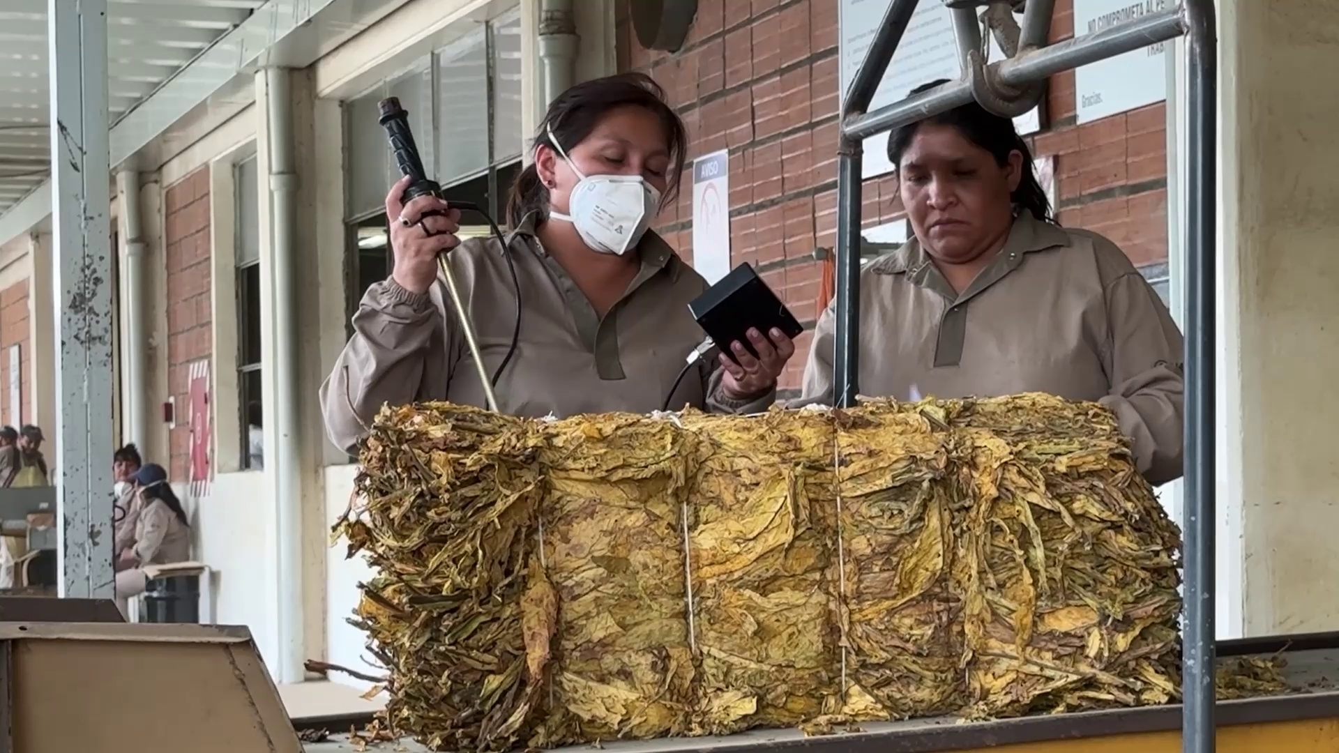 Salta: Fijan el Precio del Tabaco en $5.139,45 y Refuerzan Controles en la Producción