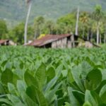 República Dominicana: El cultivo de tabaco crece un 50% y alcanza las 150 mil tareas