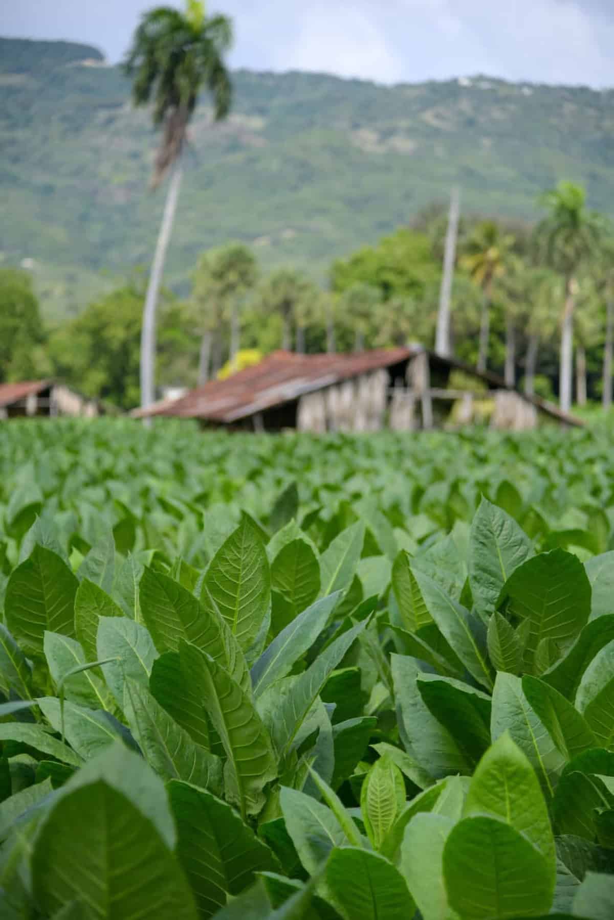 República Dominicana: El cultivo de tabaco crece un 50% y alcanza las 150 mil tareas