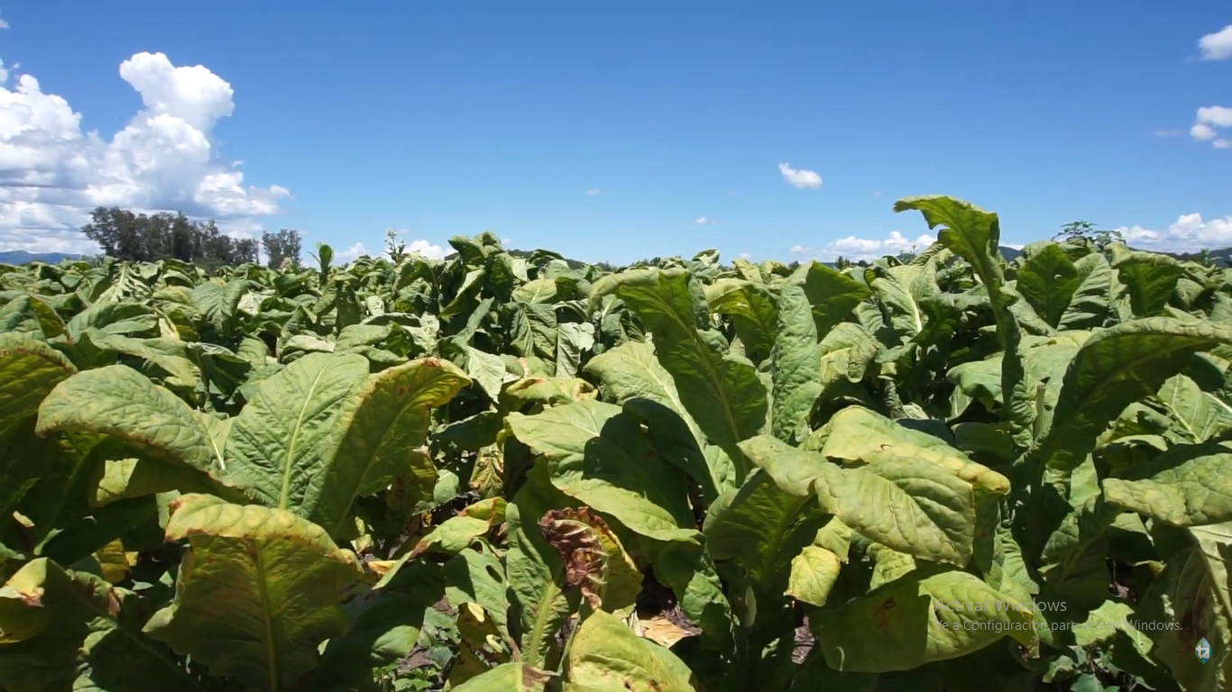 Salta: La Producción Tabacalera Presenta un Excelente Estado Sanitario pese al Exceso de Lluvias