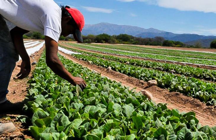 La Provincia gestionó la aprobación de $4.500 millones para tabacaleros