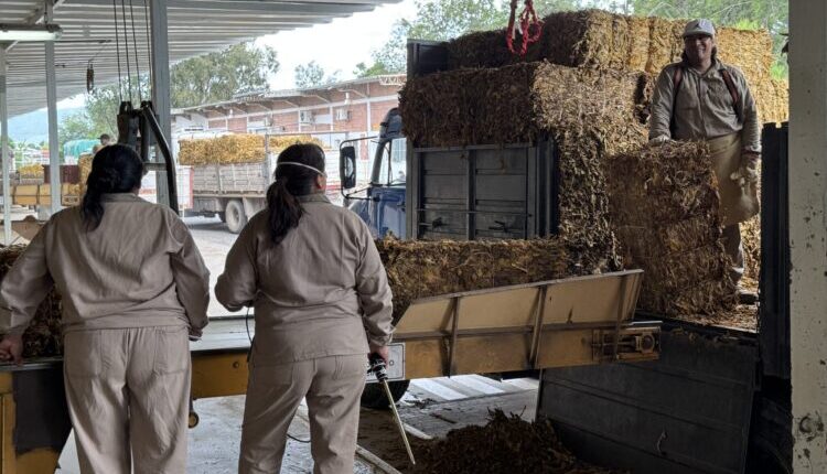 COPROTAB supera las 20.000 toneladas acopiadas y ajusta el cronograma de recepción para la próxima semana