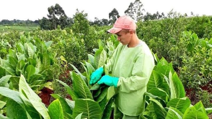 El diputado Cacho Bárbaro solicitó a la Subsecretaría de Acceso a la Información Pública datos sobre el ingreso a Misiones de tabaco de otras provincias
