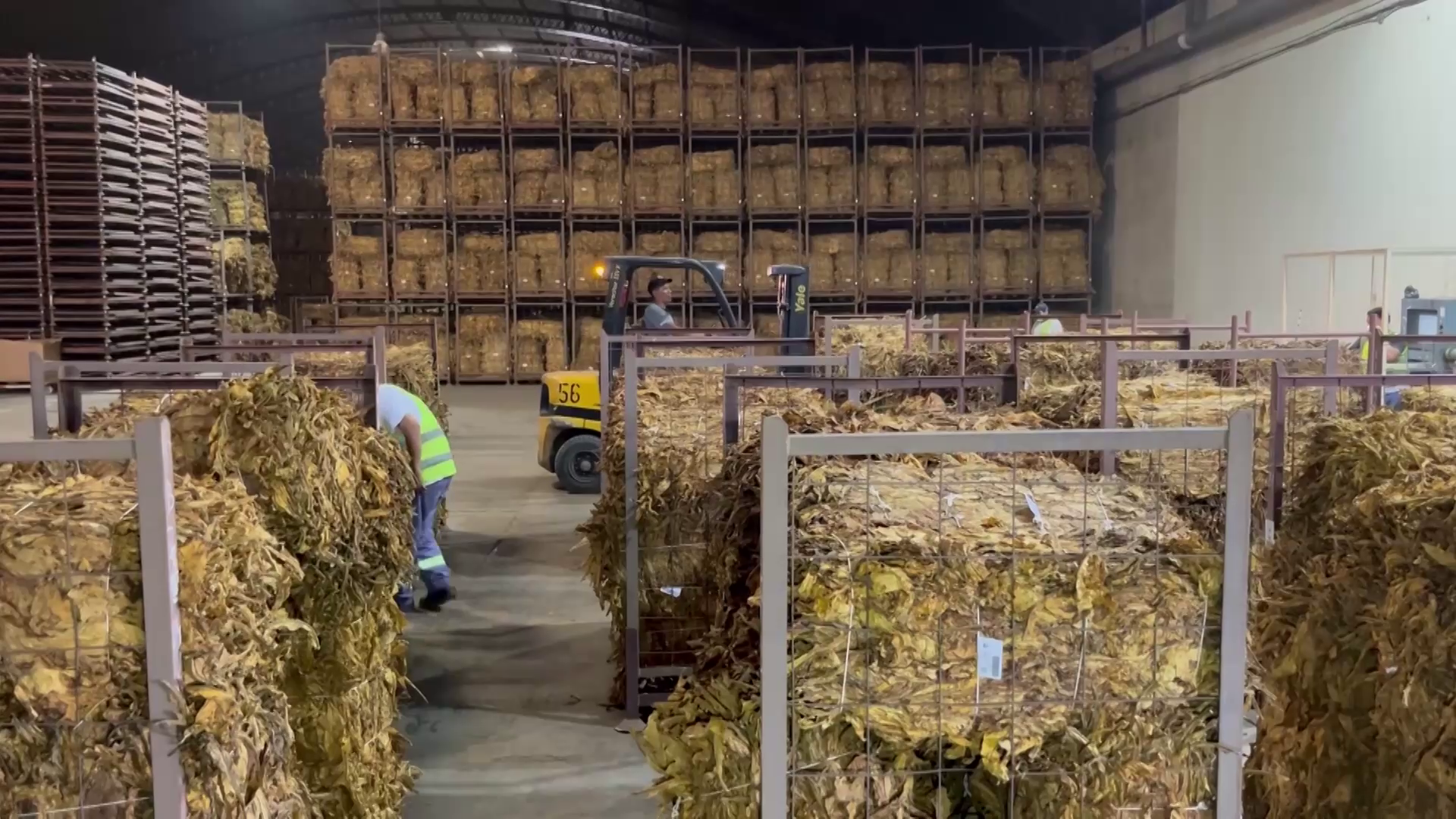 Jujuy Logró un Récord de Producción Tabacalera pero Enfrenta un Mercado Externo Complejo