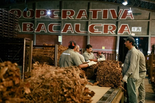 Misiones Aumentó su Producción Tabacalera y es la N° 1 en Variedad Burley