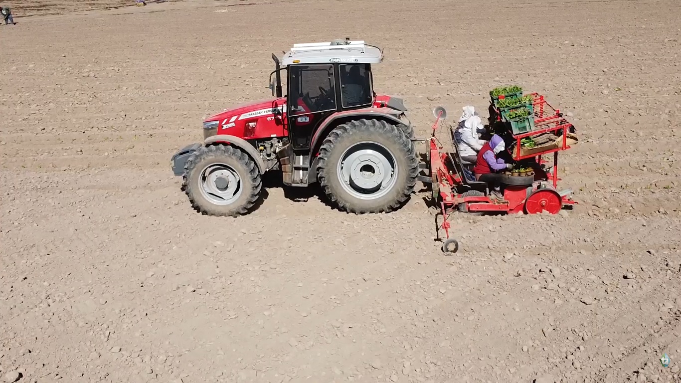 Las Mujeres se Consolidan como Protagonistas de la Actividad Tabacalera en Jujuy
