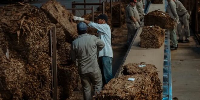 Misiones Consolida una Cosecha Tabacalera Récord pero Reclama por Fondos Retenidos