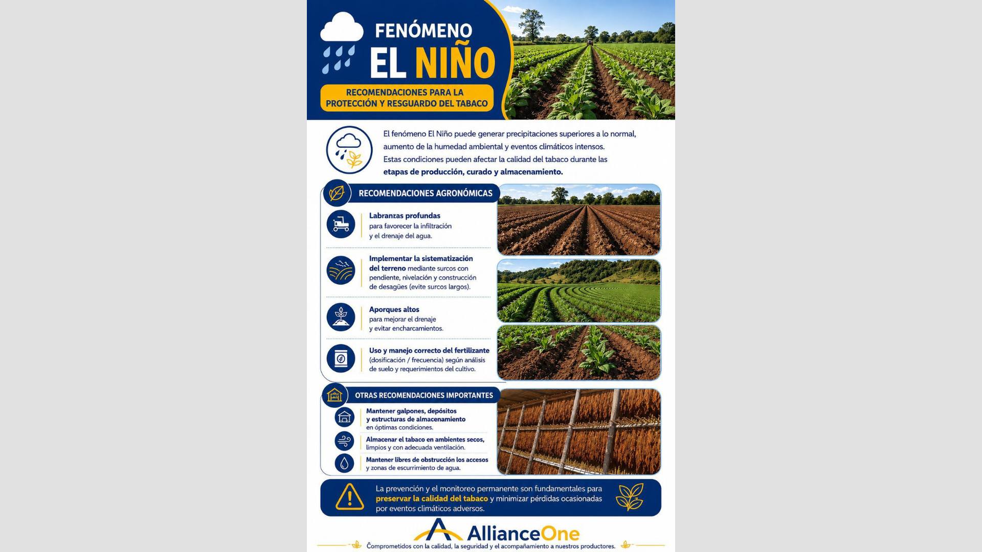 Fenómeno El Niño: Difunden Recomendaciones Agronómicas para Proteger la Calidad del Tabaco