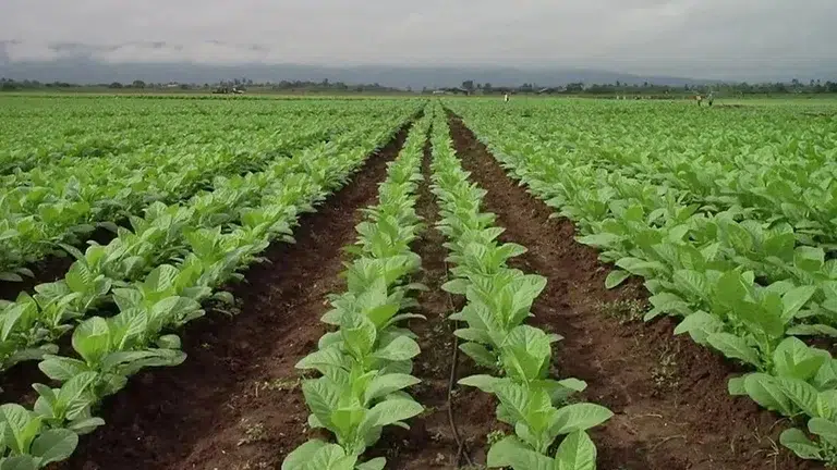 Jujuy: Habilitan Asistencia de $120.000 por Hectárea para la Plantación Tabacalera 2026/2027