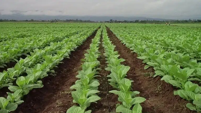 Jujuy financiará con $120.000 por hectárea la etapa de plantación tabacalera