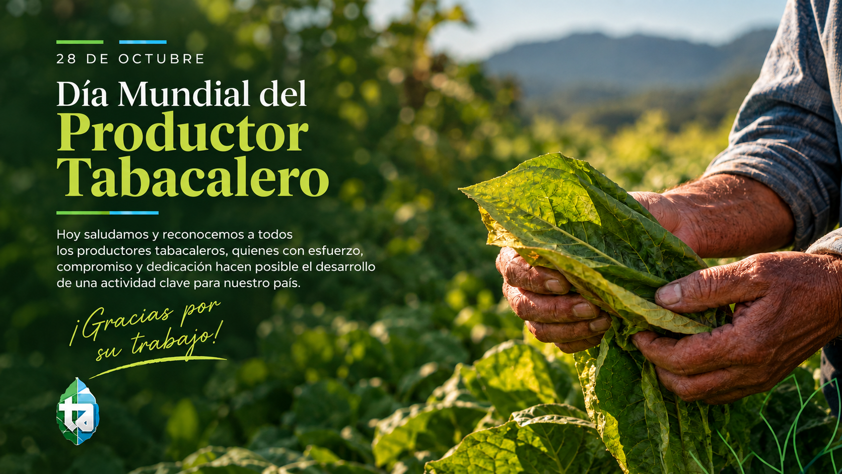 Día Mundial del Productor Tabacalero: reconocimiento al esfuerzo y la dedicación del sector